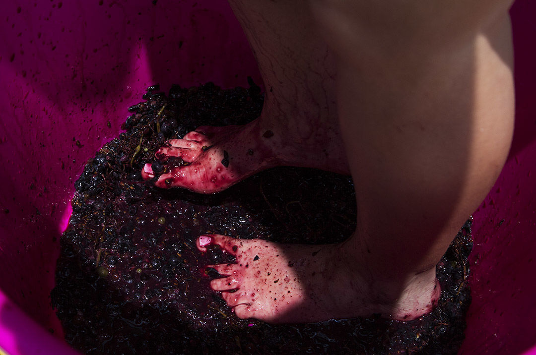 grape stomp